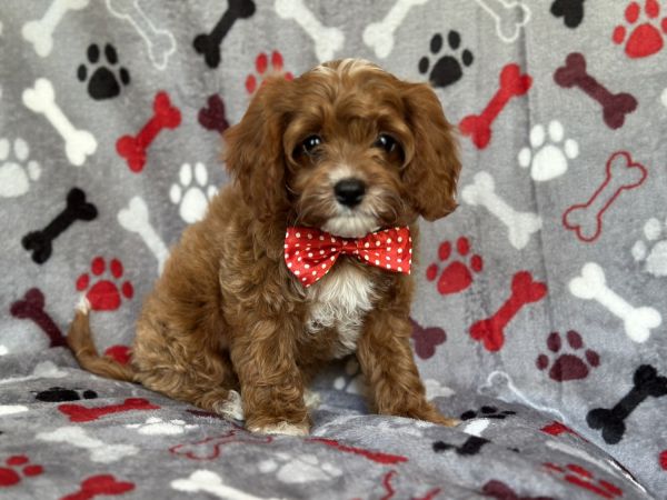 Snoopy-male cavapoo