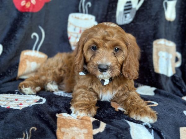 Frito-male cavapoo