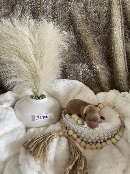 Perfect Cavapoo Puppies