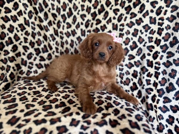 Coral-female cavapoo