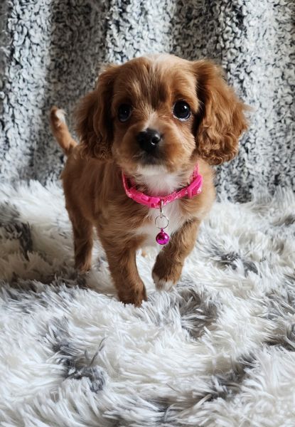 Cavapoo females