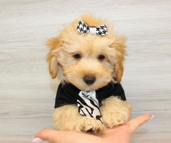 Potty trained Cavapoo