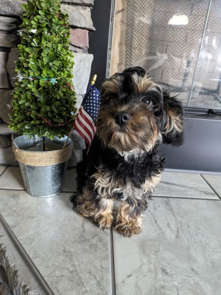 7 months old 2 female cavapoos