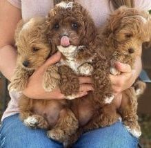 Cute CavaPoo Pups