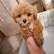 Quality Cavapoo Puppies