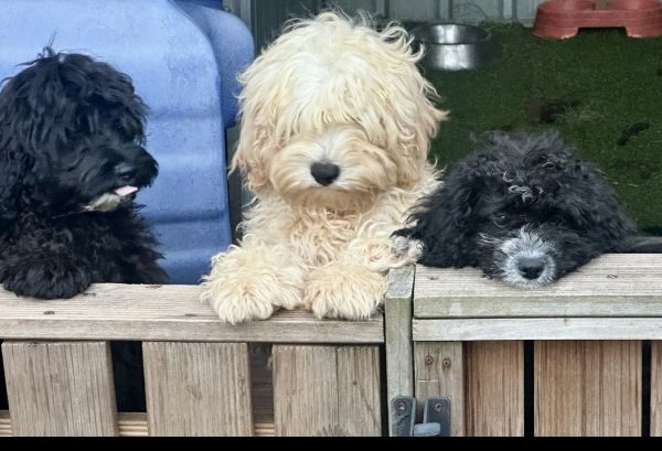 DNA tested Cavoodle puppies