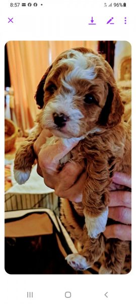 Cavoodles puppies for sale 4 males