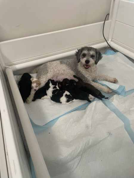 Cavoodle puppies