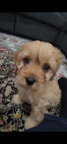 Lovely Cavoodle