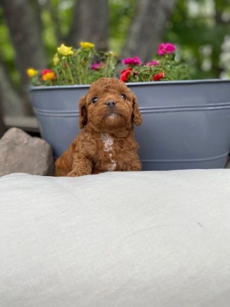 2 girls and 1 boy. Mom and dad are 10 lbs. They will be vet chcked,vac