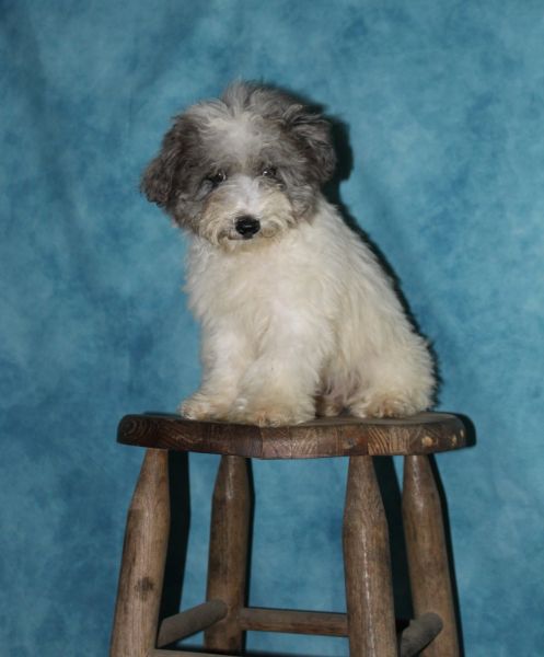 Carolina - registered