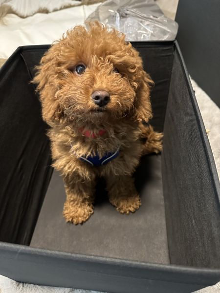 3 month old cavapoo puppy for sale .