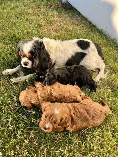 Adorable Cavapoos for sell