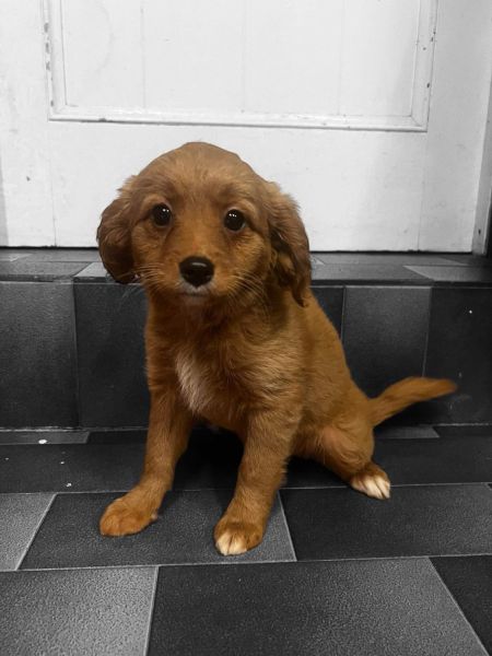 Cavoodles looking for forever homes