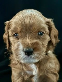 Latte-Cavapoo Puppy