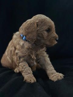 Cavapoo Nitro Boy