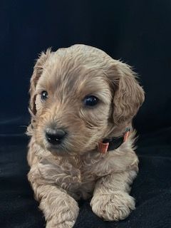 Kona Cavapoo boy puppy