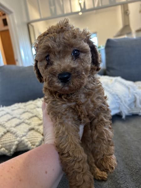 Cavoodle x poodle pups