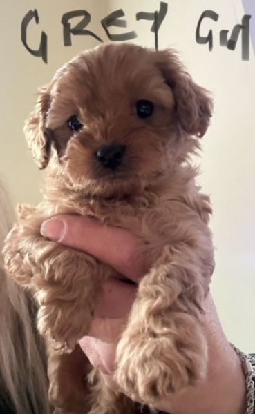 Cavoodle for sale