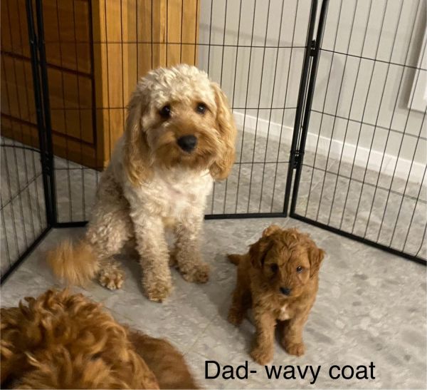 Cavoodle Puppies