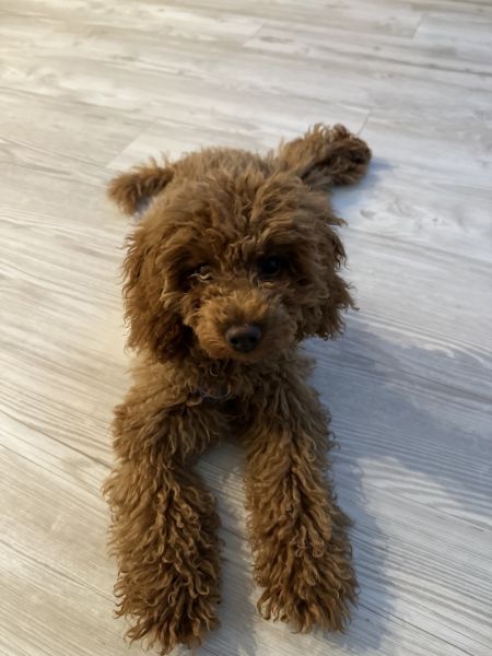 Cavapoo puppy needs caring home