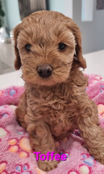 Cavoodle (Cavapoo) Puppies