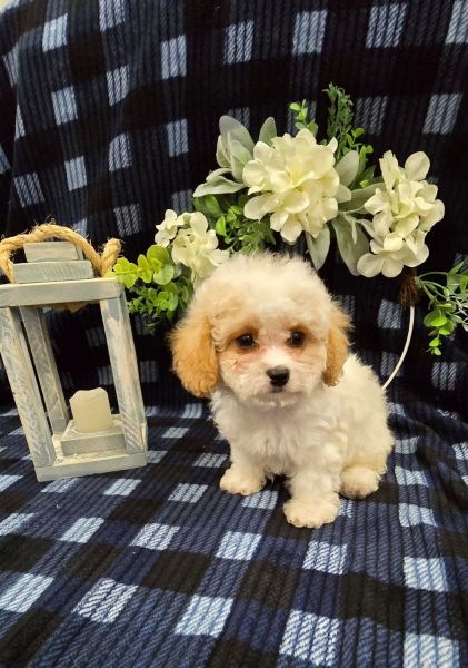 Adorable 10 Week Old Cavapoo Puppies
