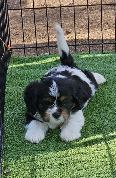 Cavapoo/Cavalielr Puppies