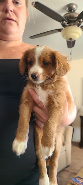 For sale cavapos puppies