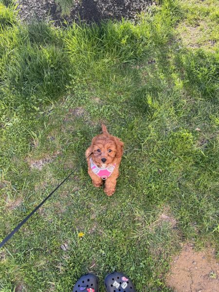 FEMALE CAVAPOO PUPPY