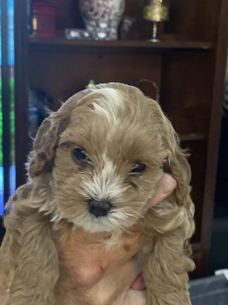 Teddy male cavapoo