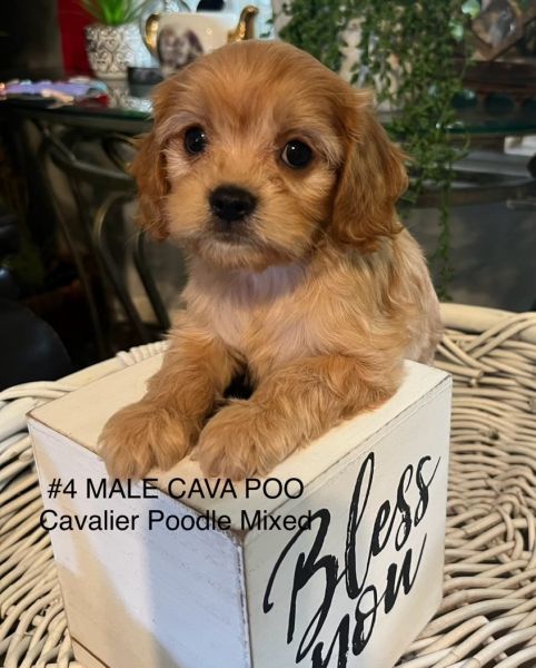 Adorable cavapoos ready for their forever home