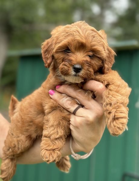 Sweet pixie needs a new home