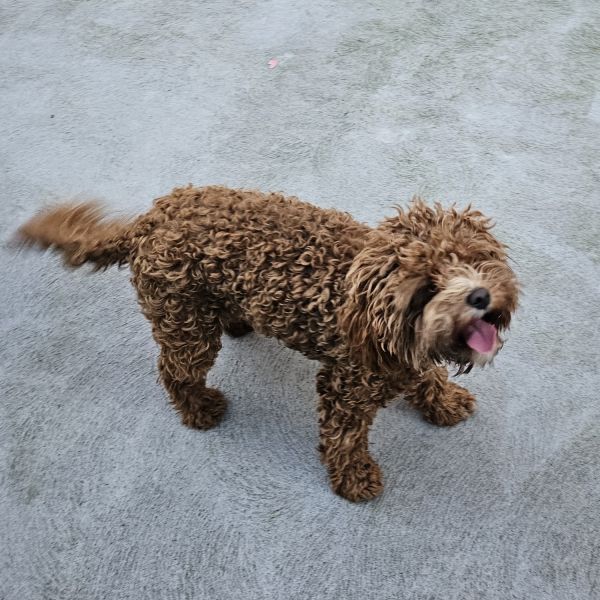 7 Months Old Cavoodle Looking New Home
