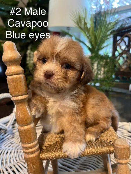 Adorable Cavapoo