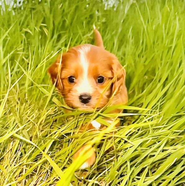 Milo Vet Health Certified