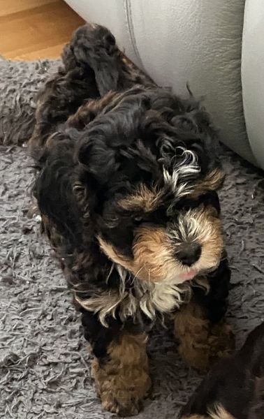 Cocoa puff female cavapoo