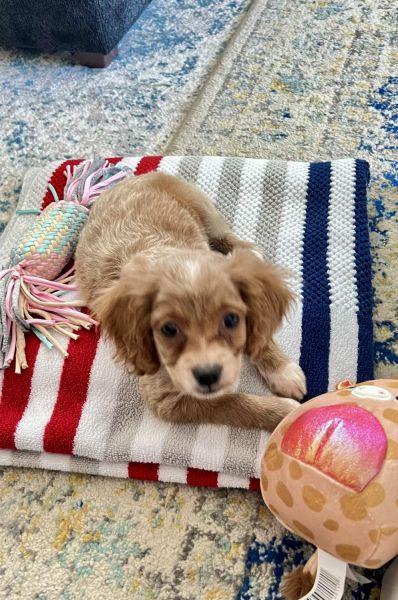 Cavapoo/Cacapoo mix. Female