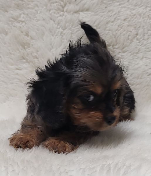 Cavalier King Charles Spaniel