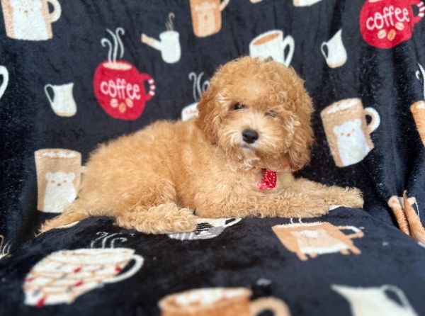 Sebastian-male cavapoo