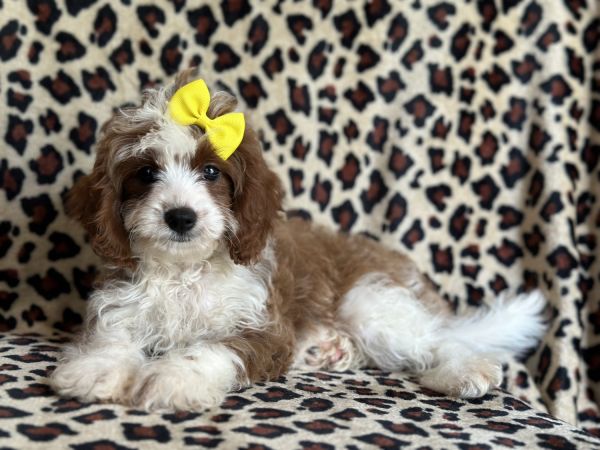 Moony-female cavapoo