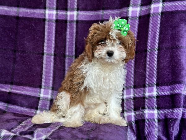 Tuffy-female Cavapoo