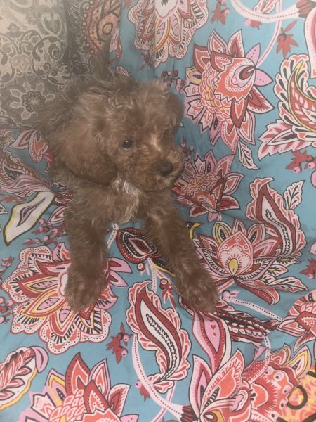 Cavapoo puppies for sale