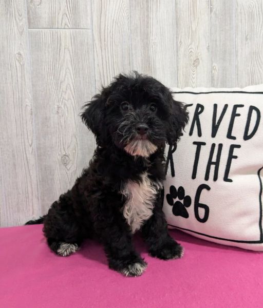 Cavapoochon (forever puppy)