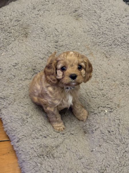 Cavoodle puppies