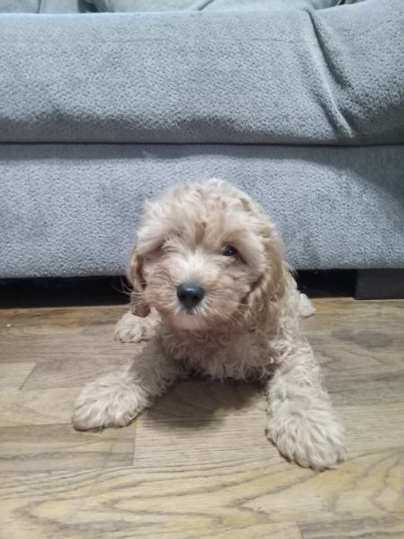 Cavapoos for sale
