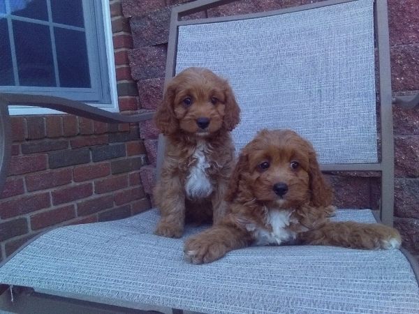 Cavapoo Puppies
