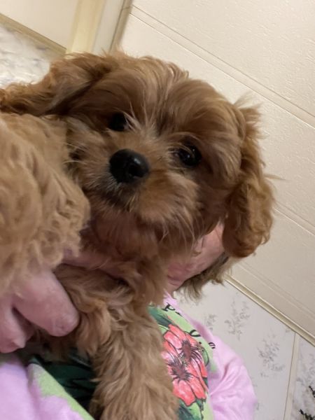 Cavapoo puppy for sale