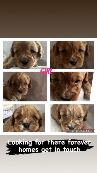 Gorgeous Cavoodle Puppies