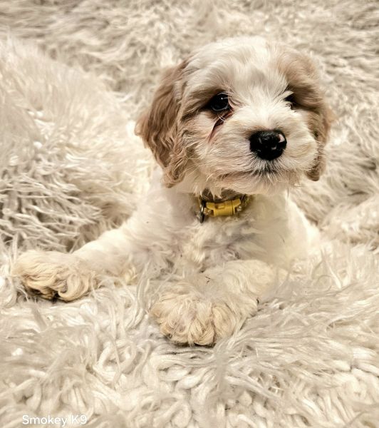1 beautiful male Cavapoo